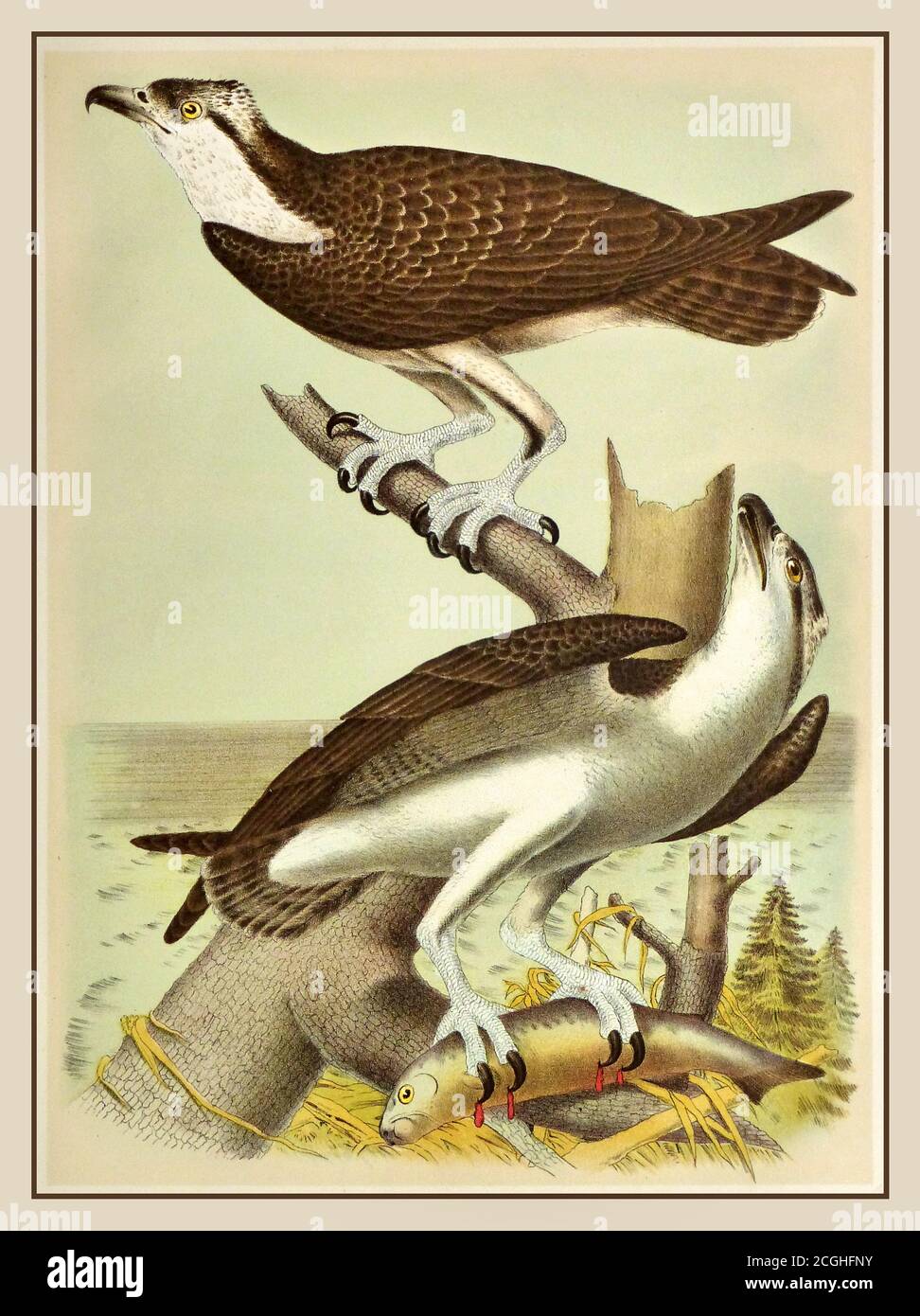 1800’s Vintage color stone lithograph of two Osprey perched along the water with a fresh fish catch  Studer, 1881. THE FISH HAWK', published in “Studer’s Popular Ornithology: Birds of North America' of 1878. Stock Photo