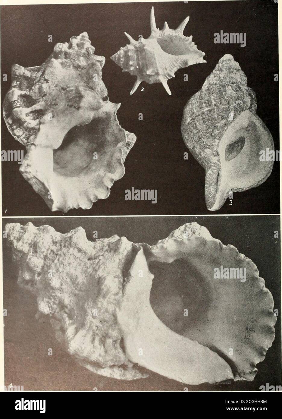 . The shell book . TRUMPET SHELLS 1, 2 Warped Shell, Distorsio cancellimts 3 Tiger Triton, Triton ttgritius. FROG SHELLS AT) A TRITON7 RatifHa Californica. 2 Spiny Frog Shell, Rath-lta *ftin&lt;t*a. 3 Oregon Triton, Triton Orcgonftisis.1 I-tmp Frog Slu-fl, Rancla lam fas. The Tritons and Frog Shells in the genus, no doubt made a useful lamp for primitive man.Its strong revolving ridges are elaborately set with nodules. Theflaring lip is deeply crenulated. There is a posterior channelequal to the anterior canal. When half grown the shells are heavyand show the adult characteristics. The creamy Stock Photo