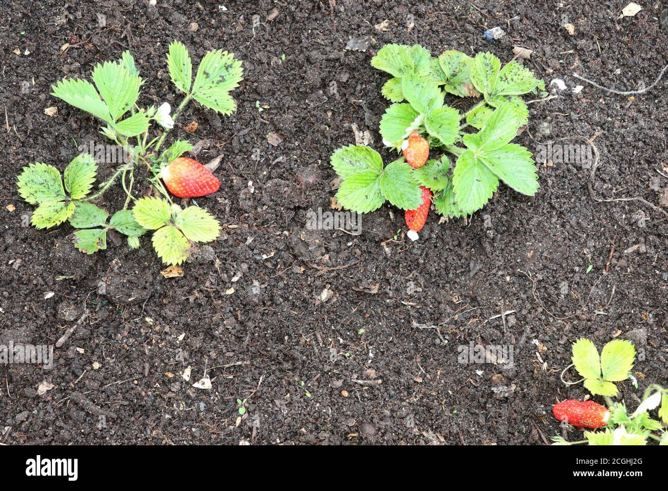 Strawberries being grown at garden Strawberry plant Stock Photo - Alamy