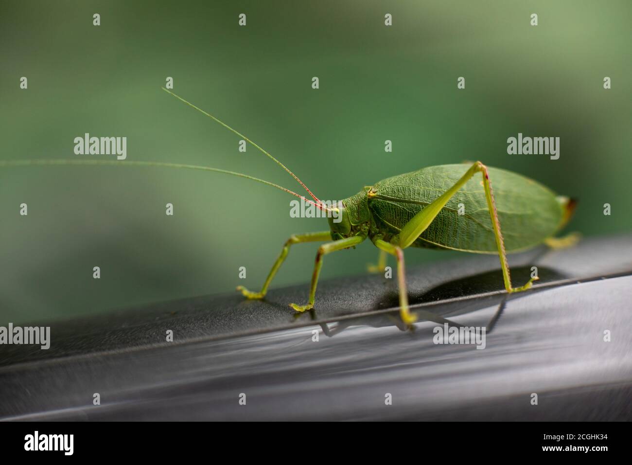 Tettigonia aka bush cricket or katydid,  New York State, USA Stock Photo