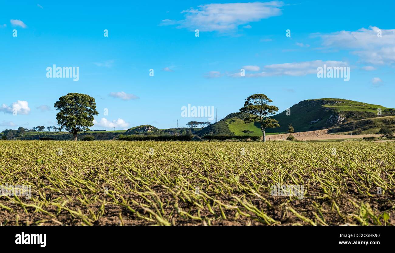 Potato crop field with plants cut before harvesting on sunny day, East Lothian, Scotland, UK Stock Photo