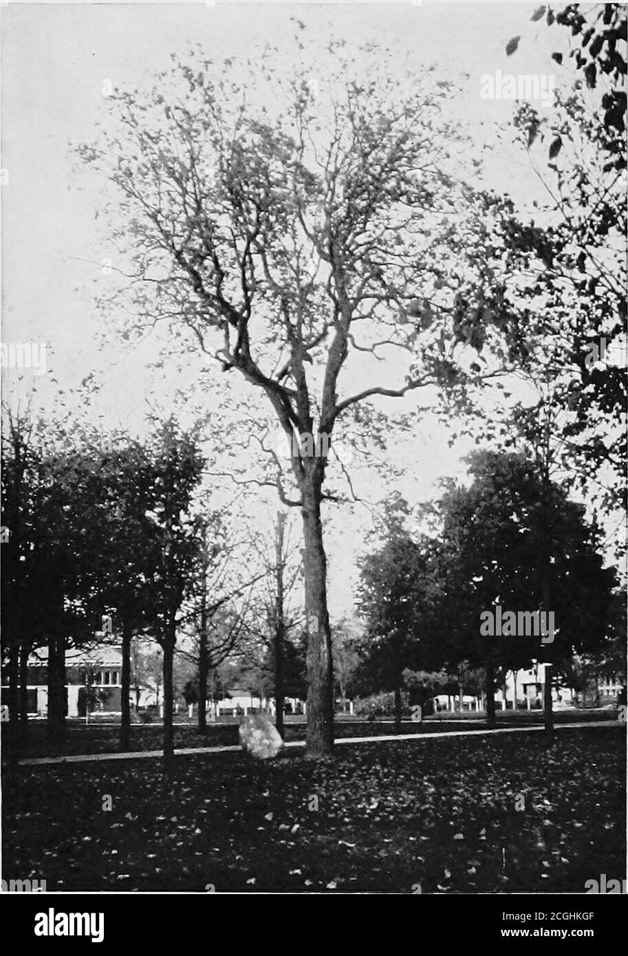 History Of The University Of Michigan Than The Moe Ment At Roch Ester The Newdegree Was Notannounced By Theuniversity Ofmichigan Until 1852 But It Wasconferred In 1855 Michigan Beingthe Second Insti Tution In