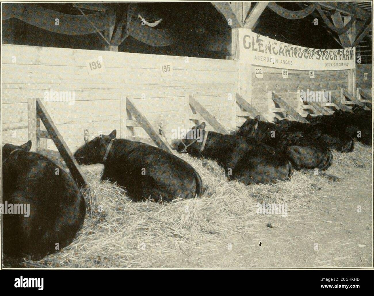 . Supremacy of AberdeenAngus cattle; results of leading fat stock