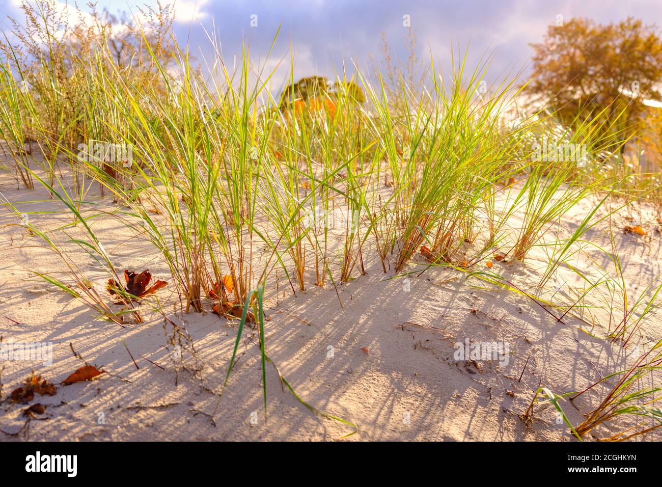 Protected sand dune near Ahlbeck pier, Baltic Sea Stock Photo