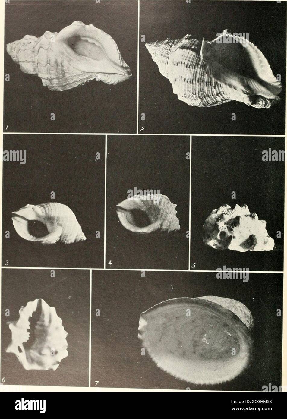 . The shell book . TROPHONS, DRILL AND EUPLEURA 1 Trophon triangulatus. 2 Trophon triangulatus. Trophon Belcheri.Trophon clatkrotus. Urosalpinx cincrea.Eupleura caudaia.. ; AND XKAR KKIIVKS I WrinkW P« I p IVKS 5-? SrbE?r?!S^ The Purples. Dog Winkles vein or sac on the back of the body. Its use to its owner is thesame as the ink of the common squid. A jet of ink colours thewater, and enables the pursued to escape from an enemy. Wecan understand how hard and tedious was the process of obtainingthis dye in quantities. The complex art of blending the juices to produce the desiredplay of colouring Stock Photo