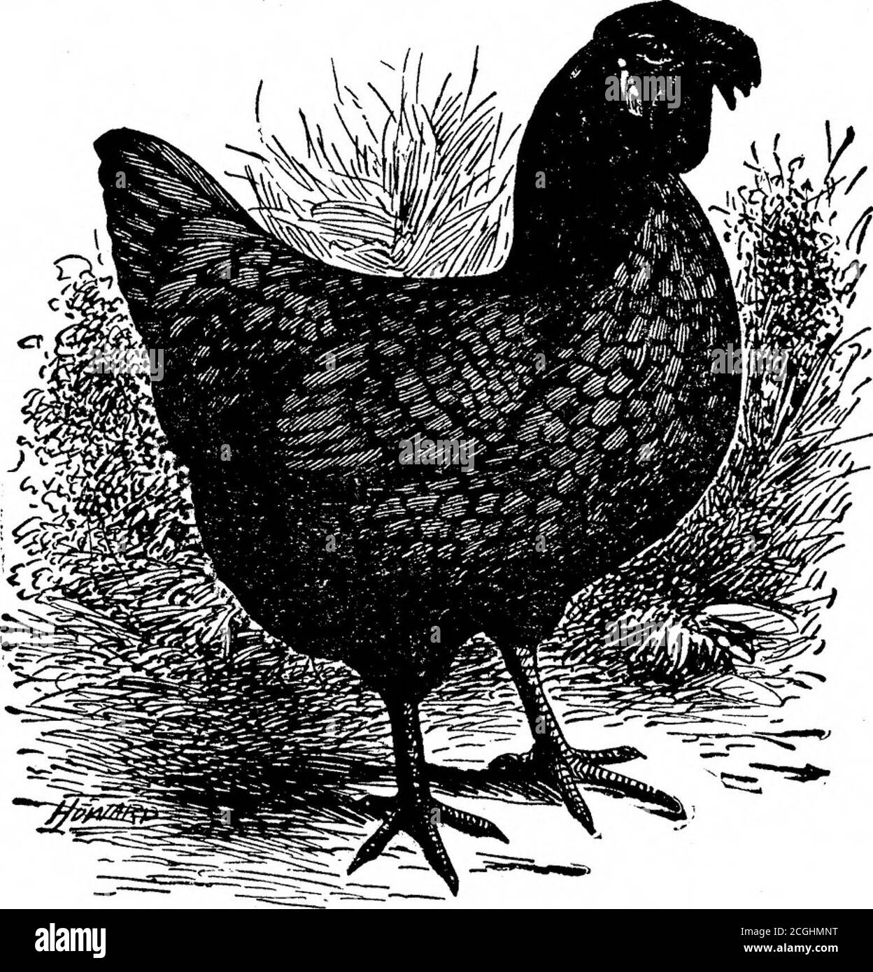 . Standard varieties of chickens . laying. Their eggs are large and white and ofgood flavor. The white face is a distinguishing feature and shouldbe long, smooth, free from wrinkles, rising well over the eyes in anarched form, extending toward the back of the head and to the baseof the beak, covering the cheeks and joining the wattles and earlobes; the greater the extent of surface the better. It should be purewhite in color. The color of plumage throughout is rich greenish 51 24 black, and any gray is considered a serious defect. The shanks andtoes are blue or dark leaden blue. The comb is si Stock Photo
