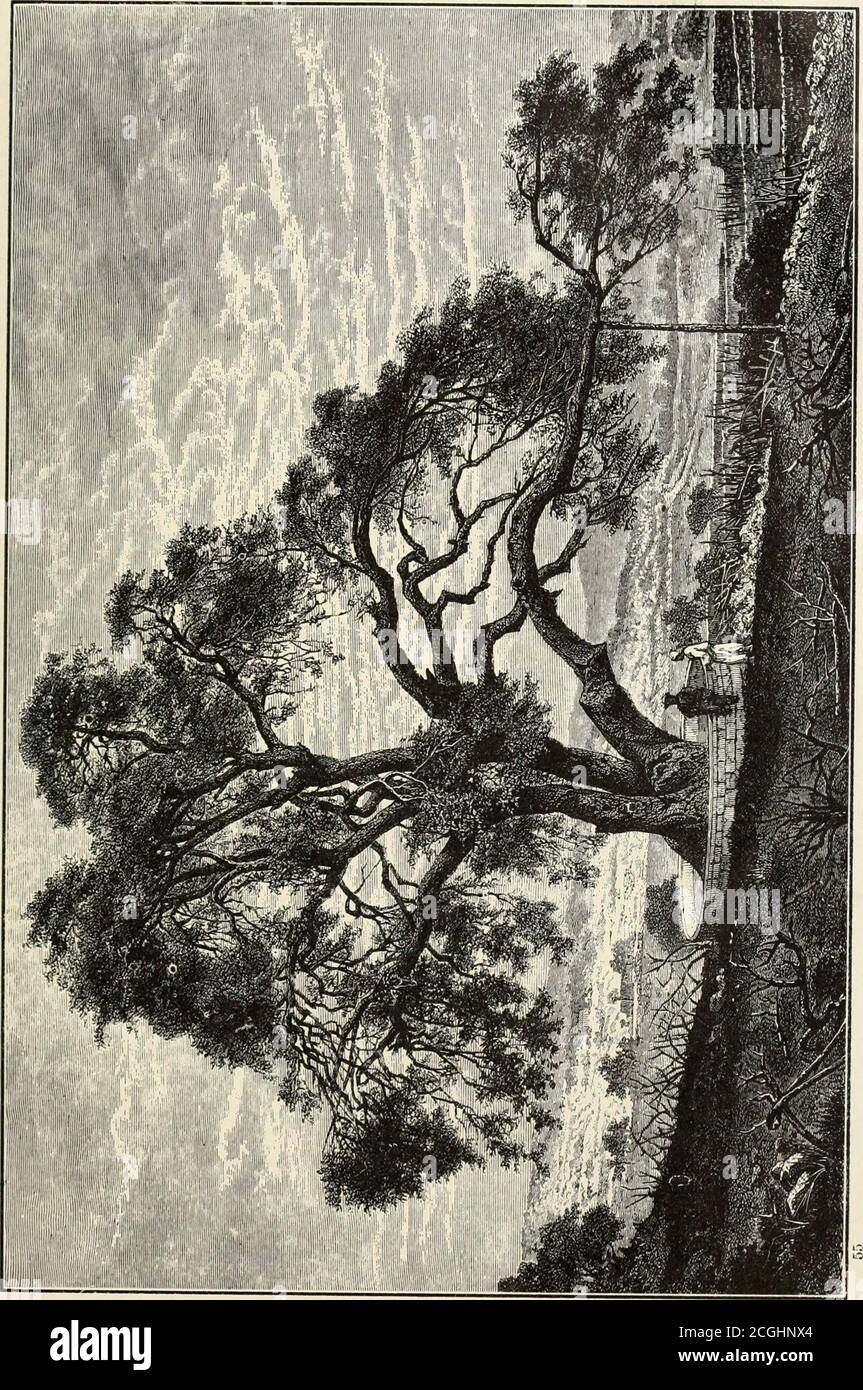 Terebinth Tree High Resolution Stock Photography and Images Alamy