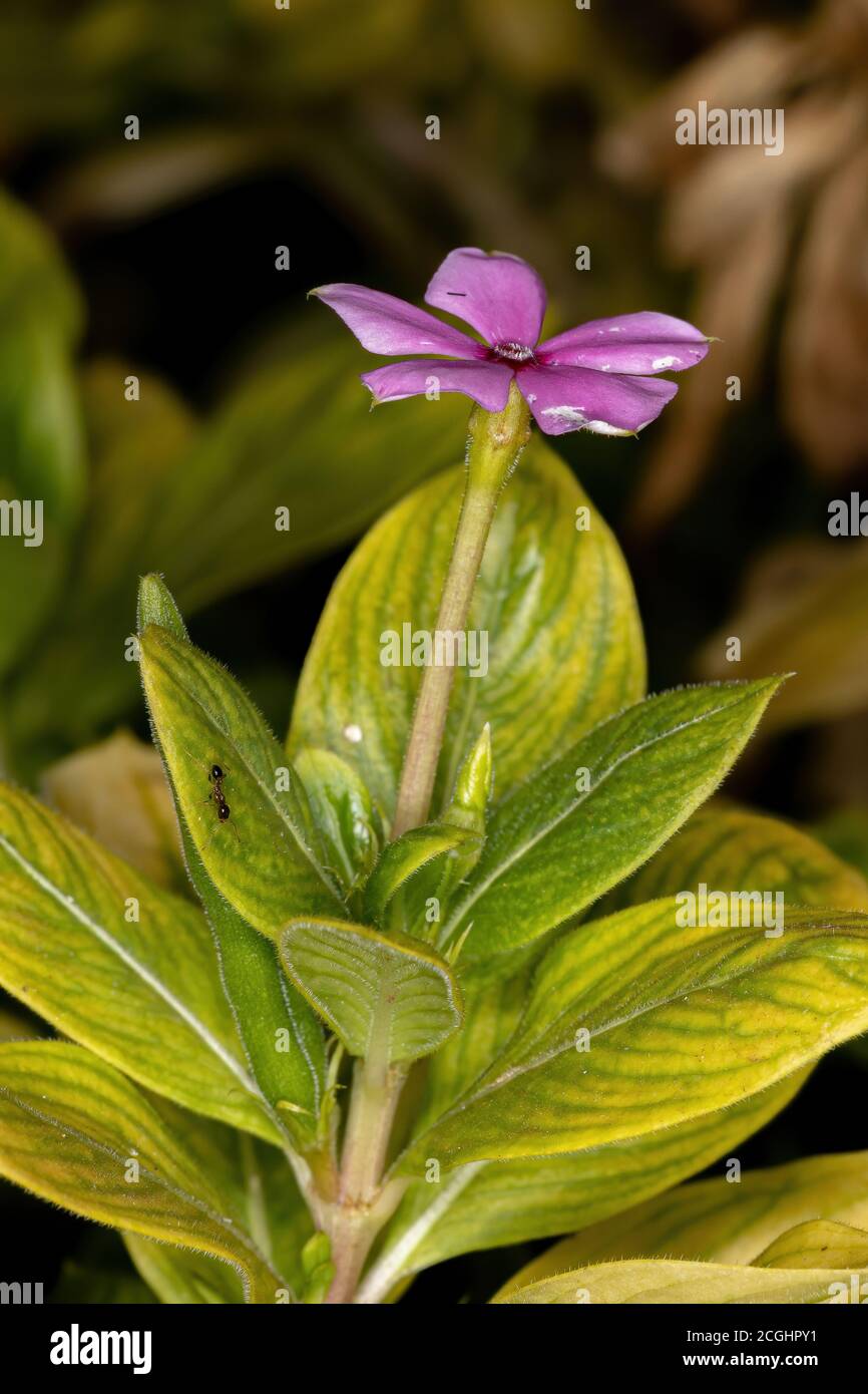 Madagascar Periwinkle of the species Catharanthus roseus Stock Photo