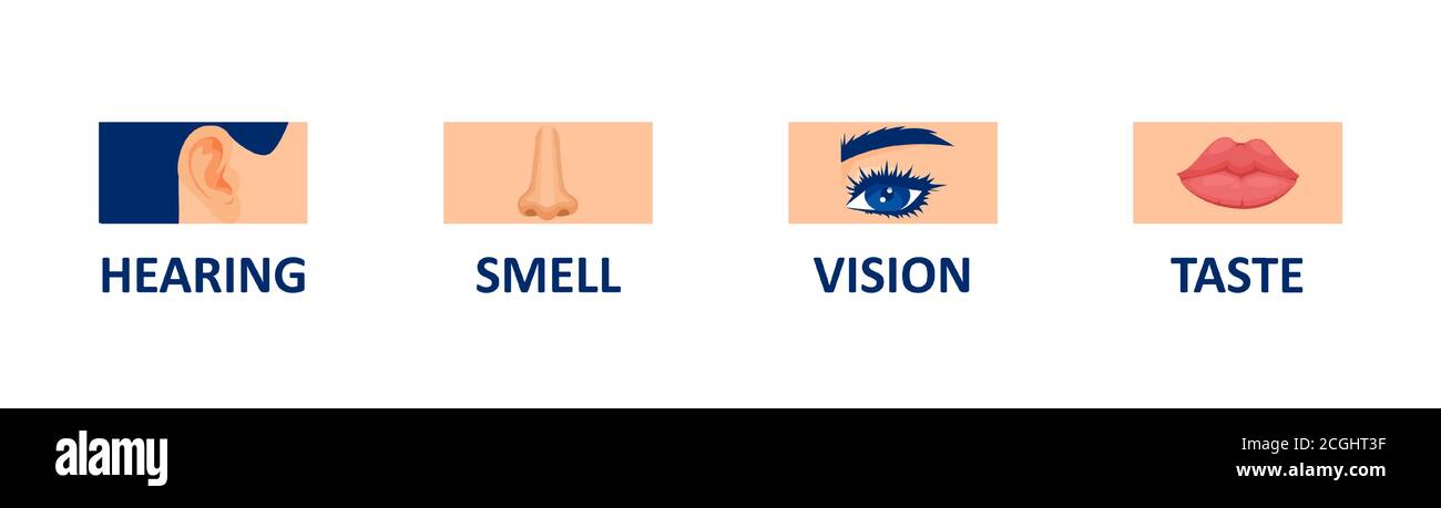 vector set of human senses, vision, hearing, smell and taste on white background Stock Vector