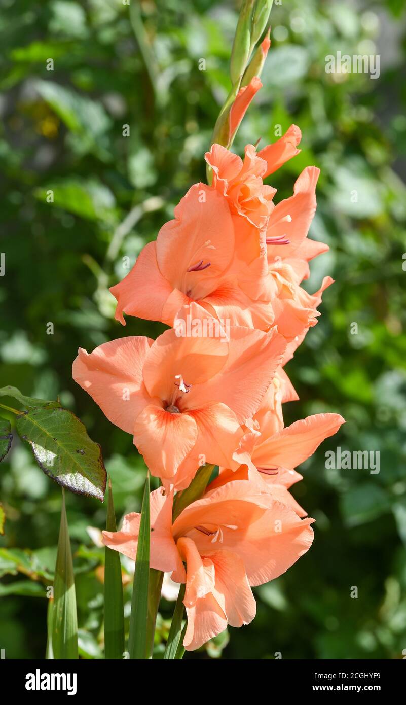 Peach coloured Gladioli flower plant in UK garden Gladiolus (from Latin, the diminutive of gladius, a sword) is a genus of perennial cormous flowering Stock Photo