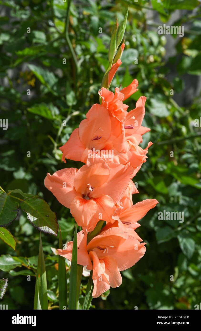 Peach coloured Gladioli flower plant in UK garden Gladiolus (from Latin, the diminutive of gladius, a sword) is a genus of perennial cormous flowering Stock Photo