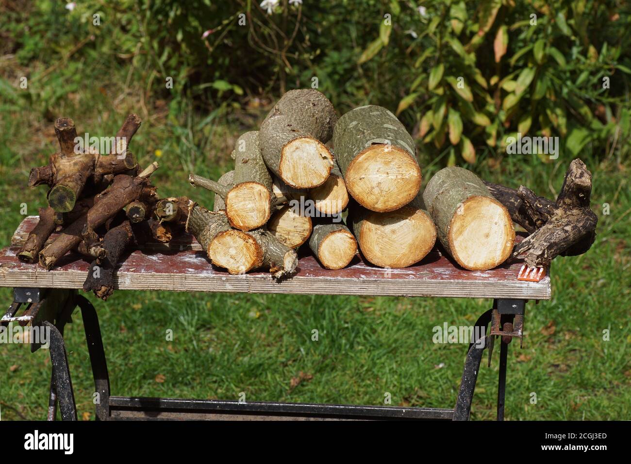 Sawn firewood on a workbench in a Dutch garden. September, Netherlands Stock Photo