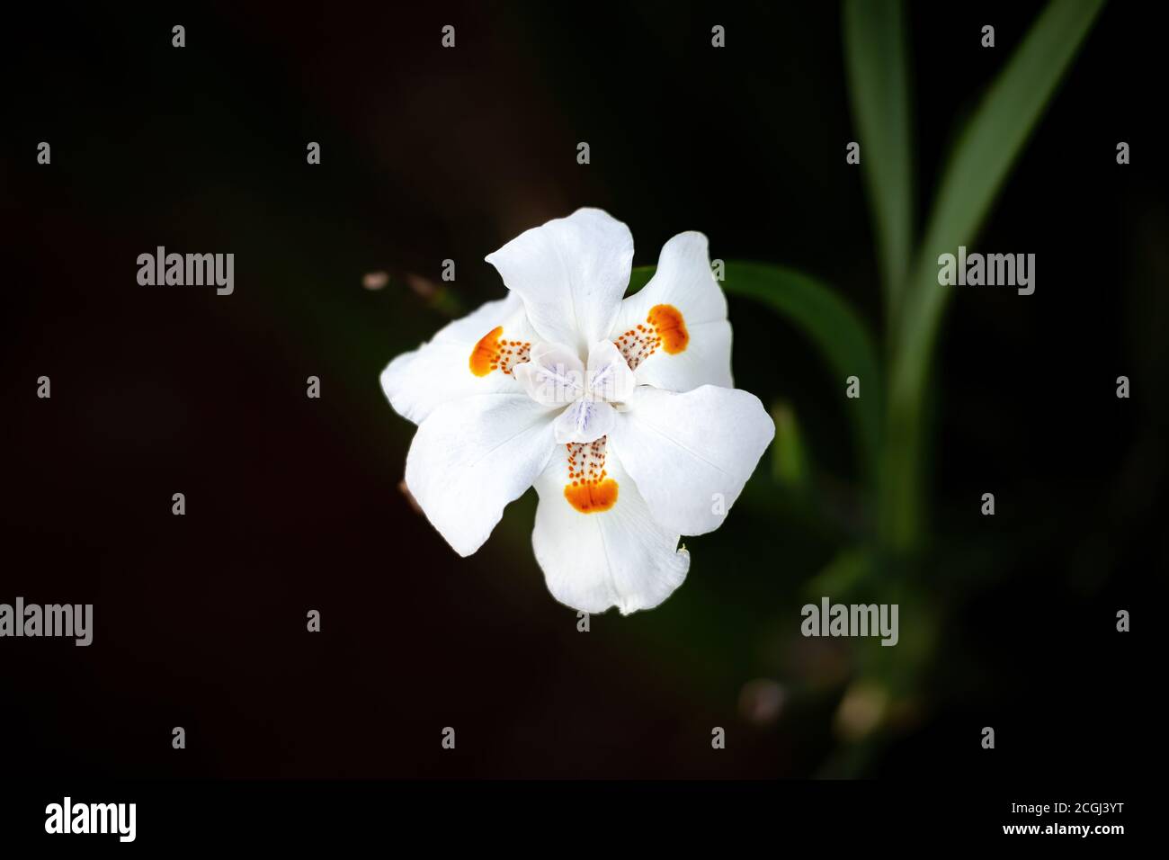 Fortnight Lily of the Genus Dietes Stock Photo Alamy