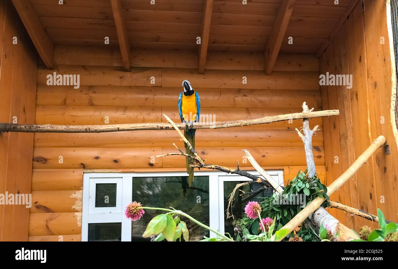A blue-and-yellow parrot sits on a branch with its head bowed in the zoo. Stock Photo