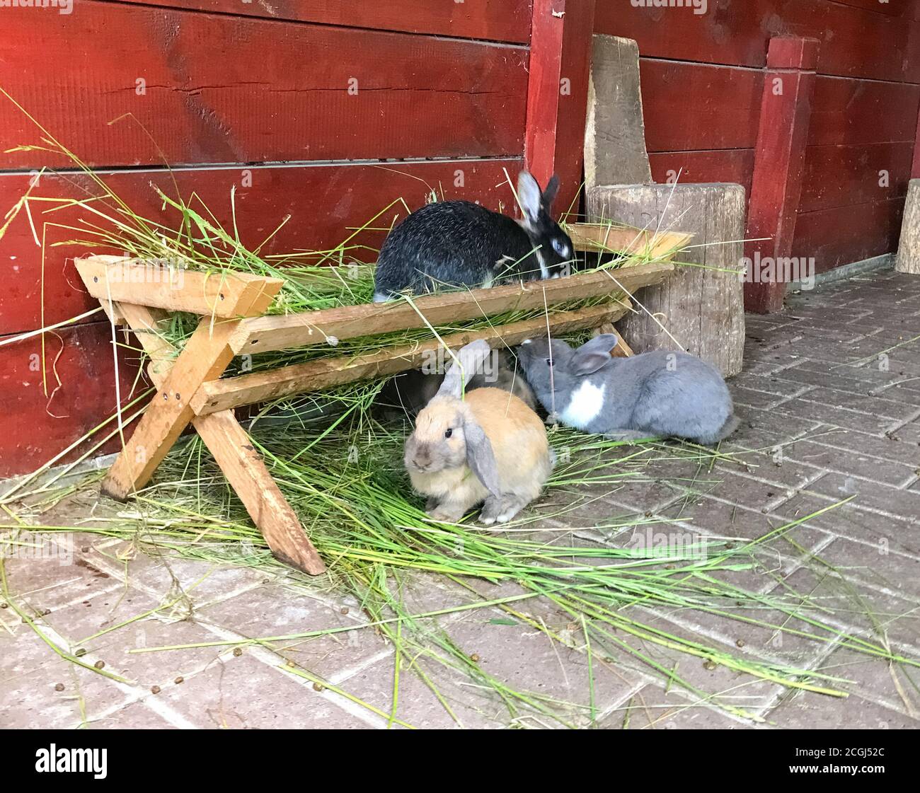 Rabbits sit in the zoo. Animals in captivity Stock Photo Alamy