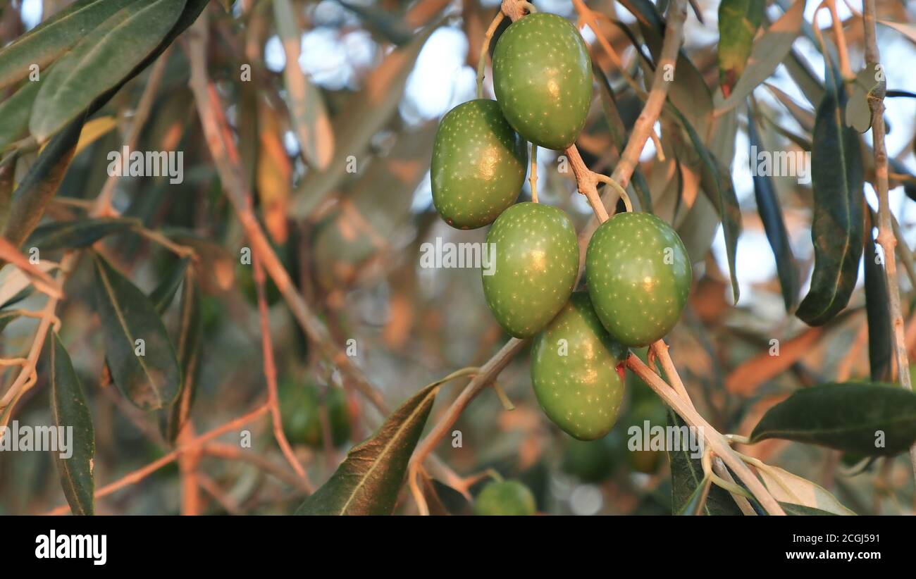 olives on the branches of the olive tree Stock Photo