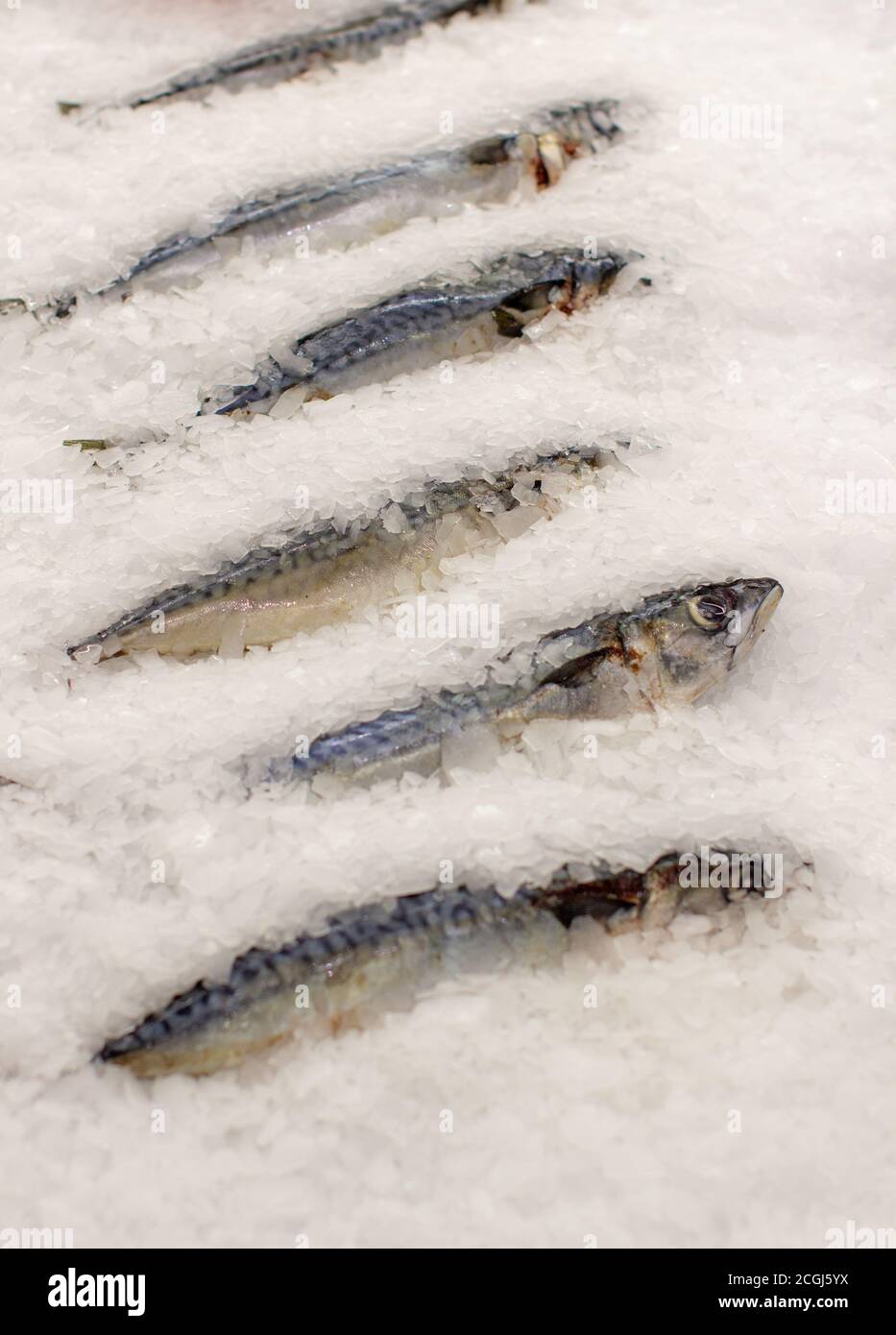 Frozen fish on the counter. Fish mackerel or herring in a store or