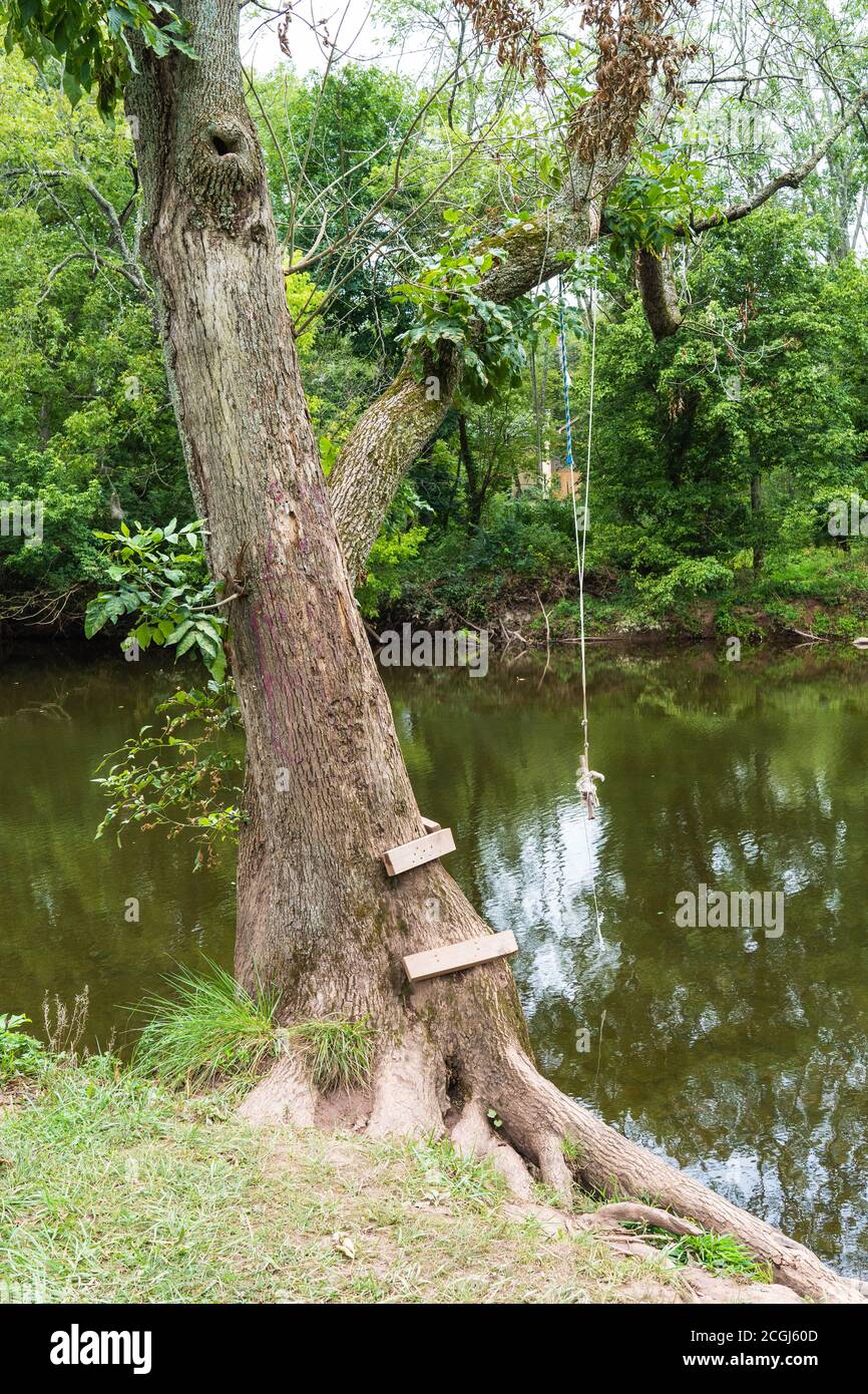 rope swing on a tree by the water reminiscent of youthful days of