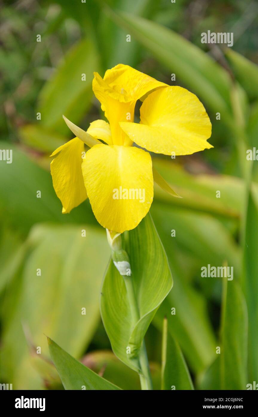 Closeup of a beautiful yellow flower in the garden Stock Photo - Alamy