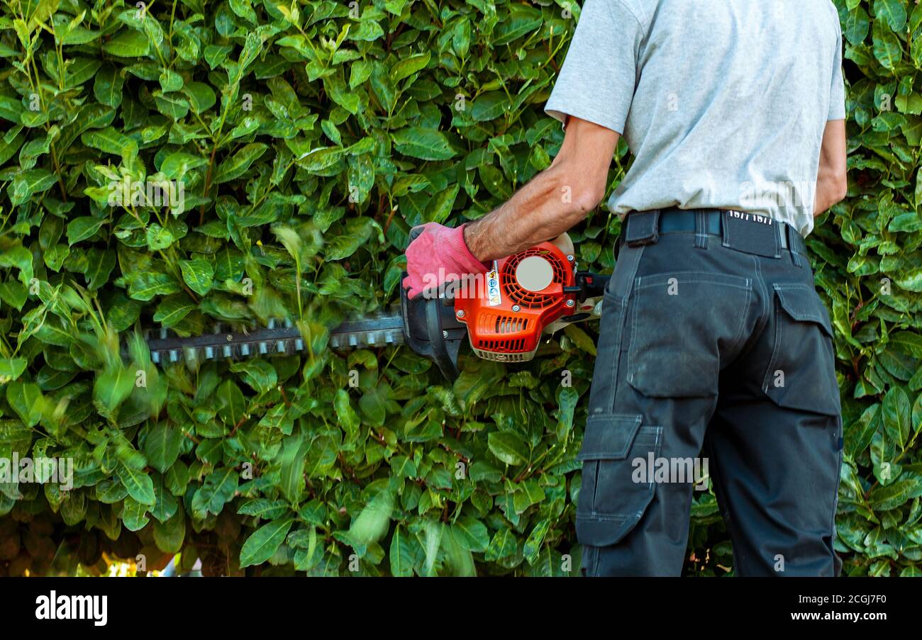 Garden gasoline scissors, trimming green bush, hedge. Working in the garden. A man trimming a tall hedge with a motorized hedge trimmer. back view Stock Photo