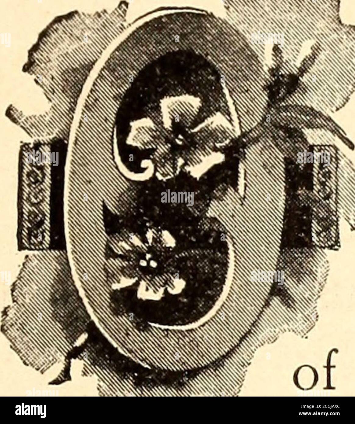 Page 10 Zo On High Resolution Stock Photography And Images Alamy