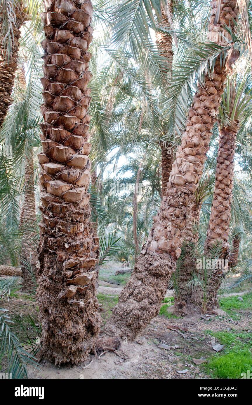 A date palm grove in a palm tree forest on the edge of a palm forest, in the Saharan oasis