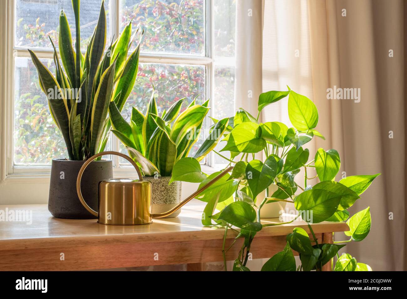 A sansevieria trifasciata snake plant in the window of a modern home or apartment interior. Stock Photo