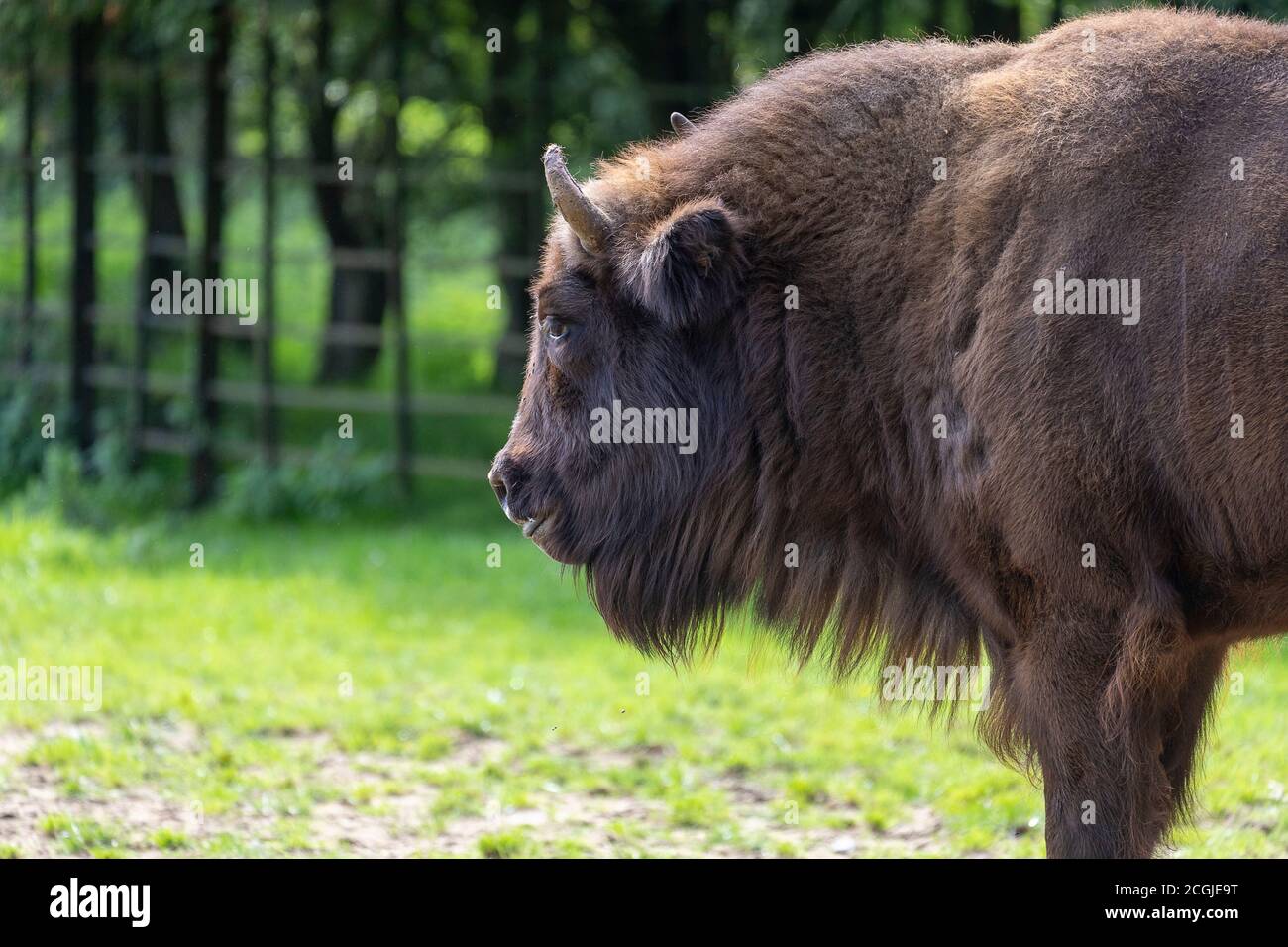 An Adult Bison shoulder and head Stock Photo