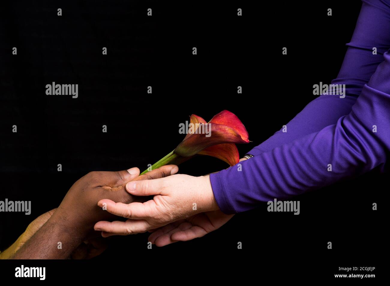 African American hand give lily flowers to white woman hands on black background.  Diversity,  Mothers Day, Love  or Valentines Day concept Stock Photo