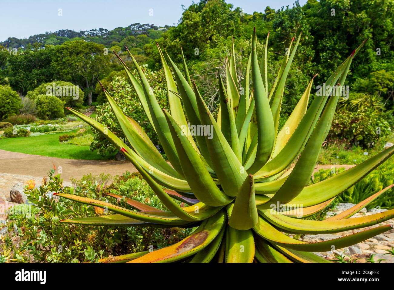 Big Aloe Vera cactus plant in Cape Town, South Africa Stock Photo - Alamy