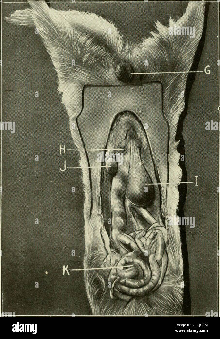 The affected testicle has been removed through an incision in Stock Photo. 