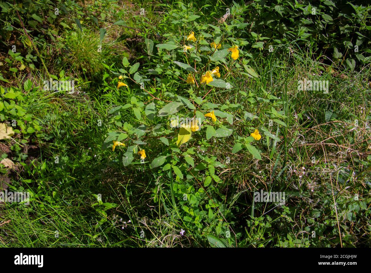 Touch me not Balsam growing in the forest, also called Impatiens noli tangere or Grosses Springkraut Stock Photo