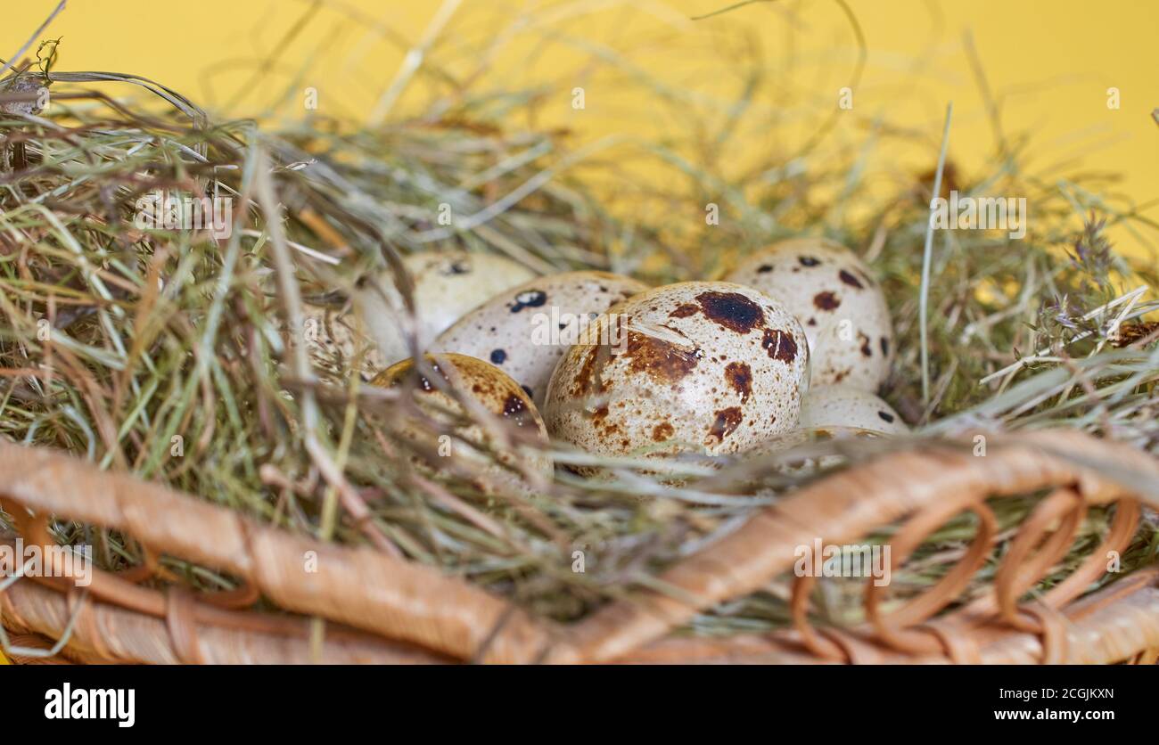 Several quail eggs lie in a nest of straw, macro Stock Photo