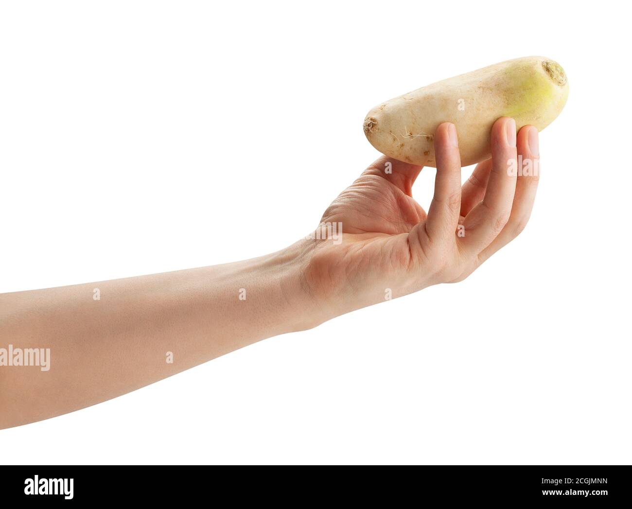 daikon radish in hand path isolated on white Stock Photo