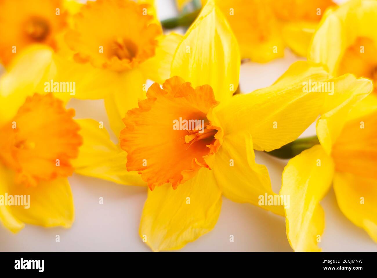narcissus bunch soft focus macro on white Stock Photo