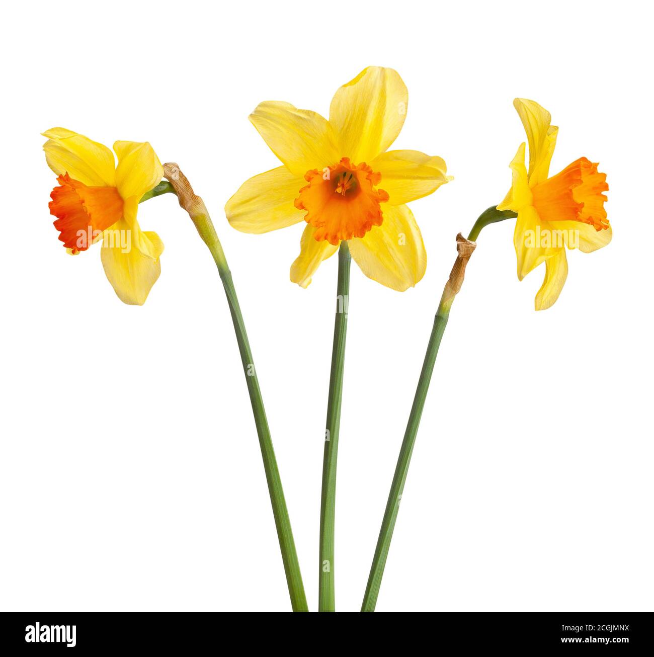 narcissus isolated on white background Stock Photo