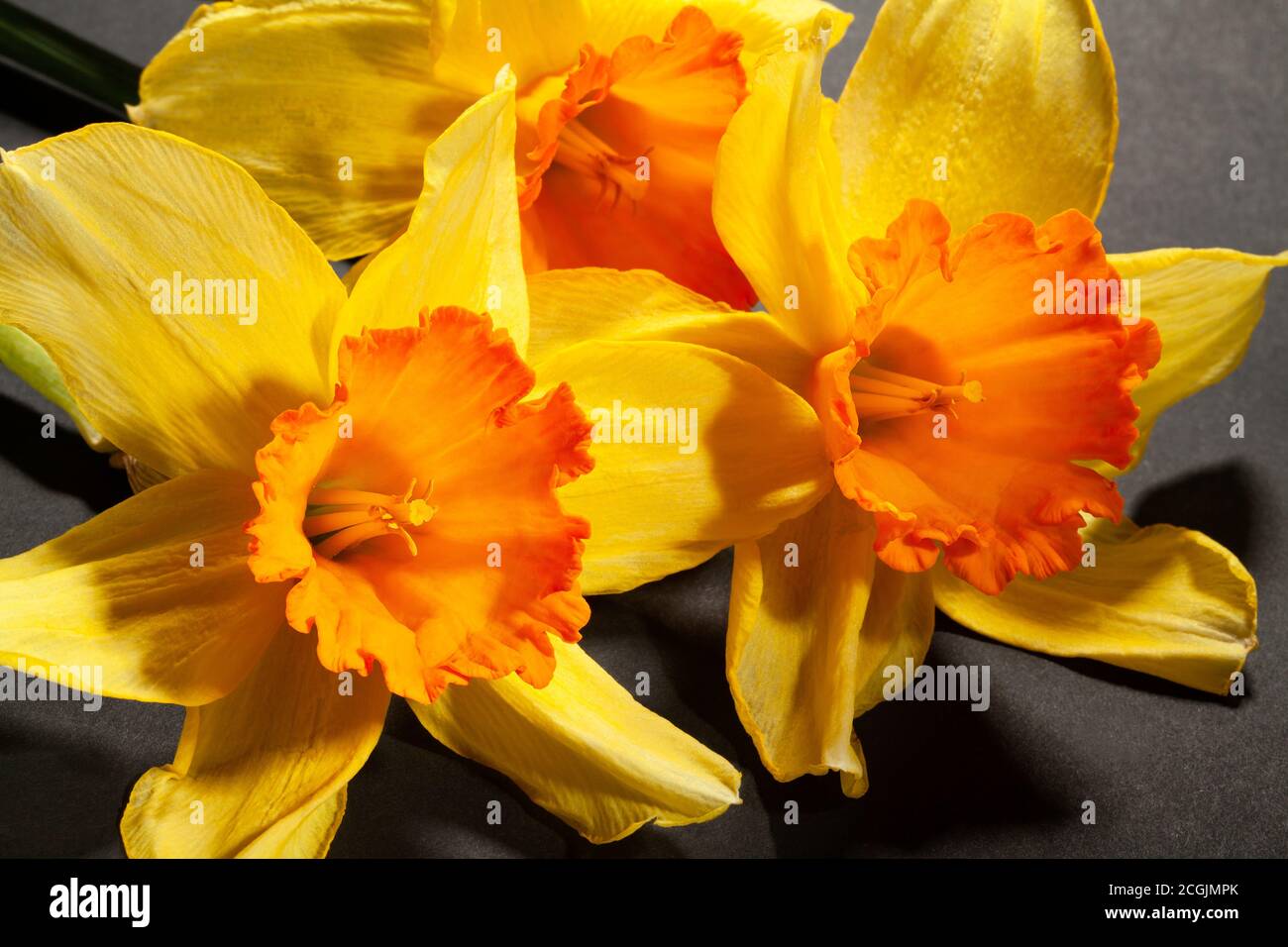 narcissus bunch on black background Stock Photo