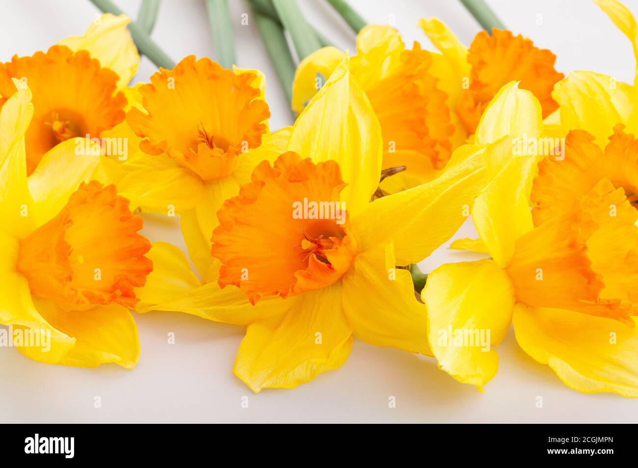 narcissus bunch macro on white background Stock Photo