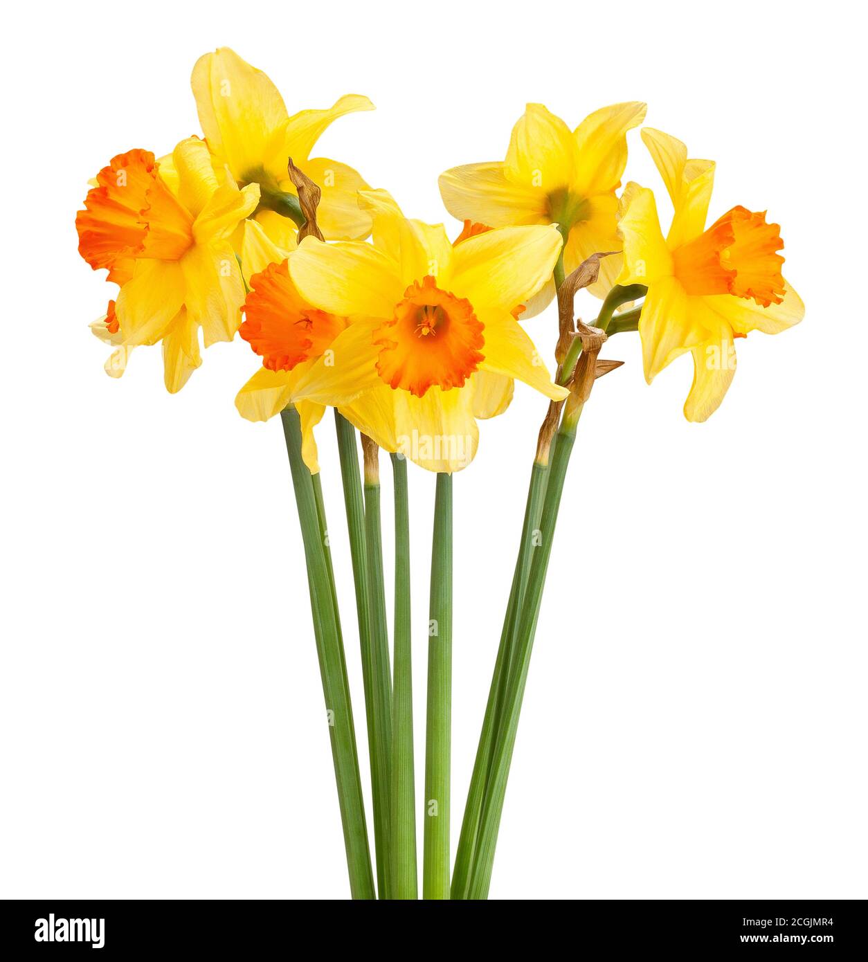 narcissus isolated on white background Stock Photo