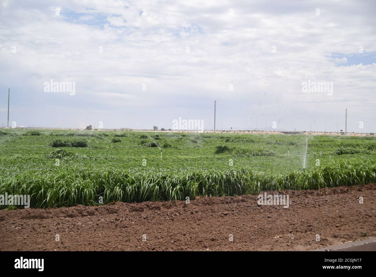 Arizona sedge grass irrigation Stock Photo
