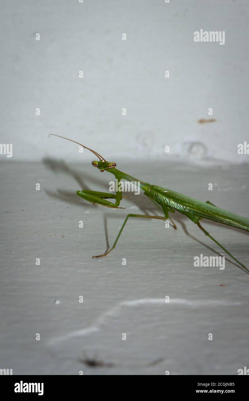 Green Male Praying Mantis hunting, South Africa Stock Photo - Alamy