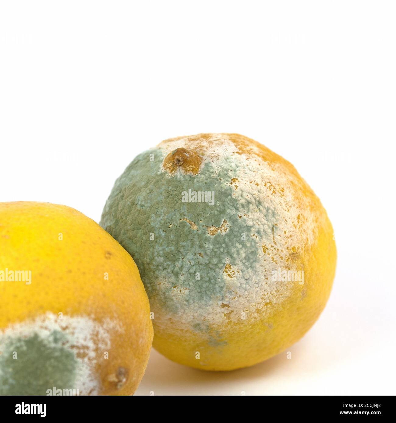 Mold on lemons, close up Stock Photo Alamy