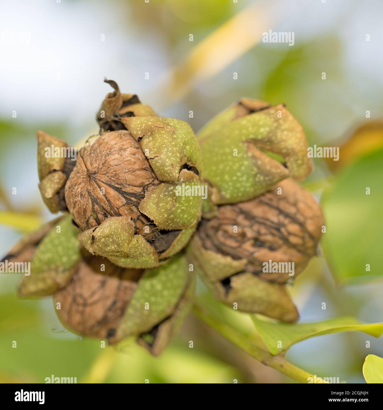 Ripe walnuts on the tree Stock Photo