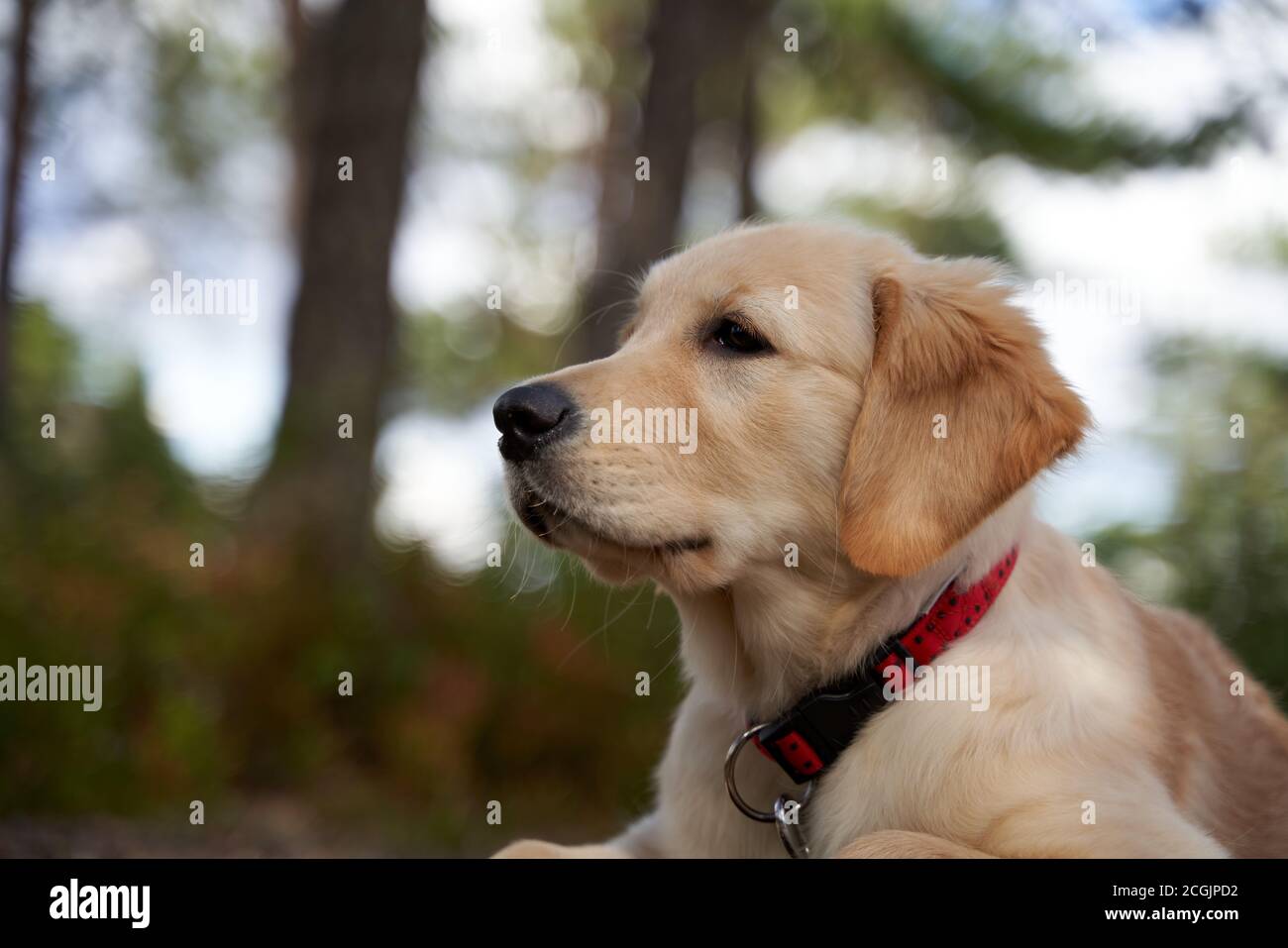a-four-months-old-golden-retriever-puppy-in-the-forest-she-s-beautiful