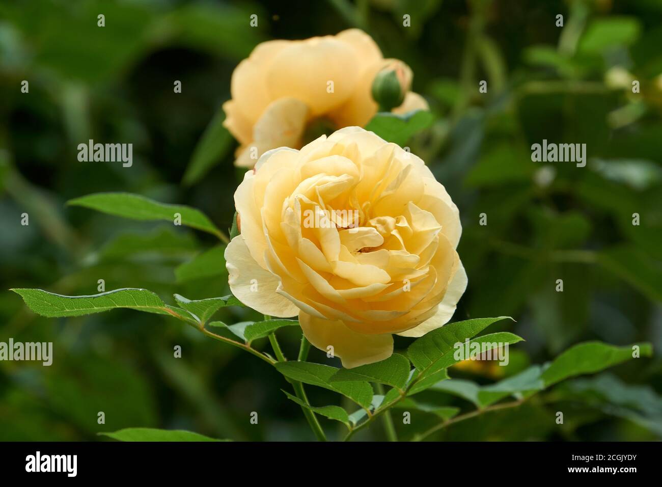 Closeup of a large yellow rose blooming in late summer Stock Photo