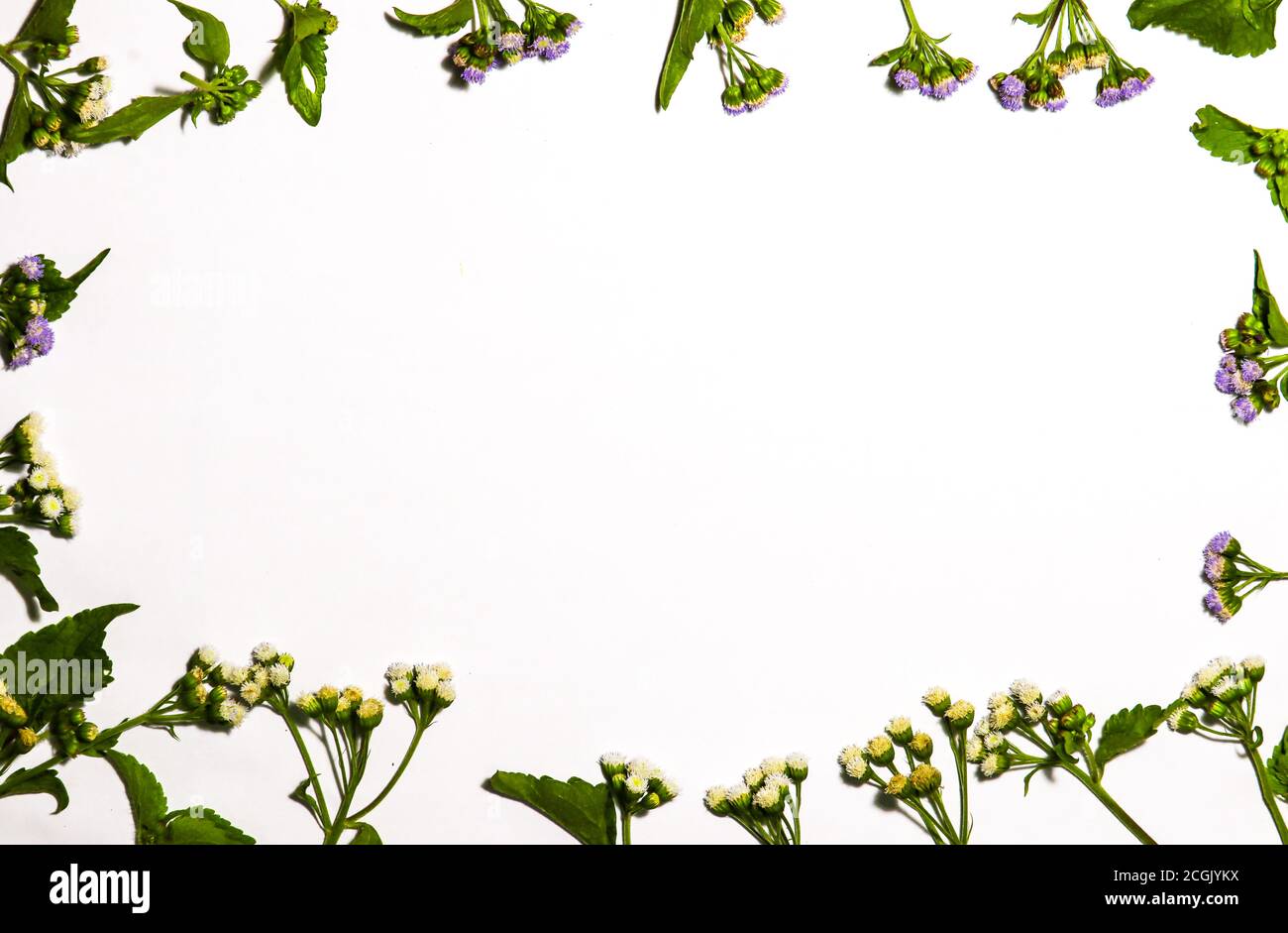 white background with whiteweed floral border. suitable for ppt Stock Photo