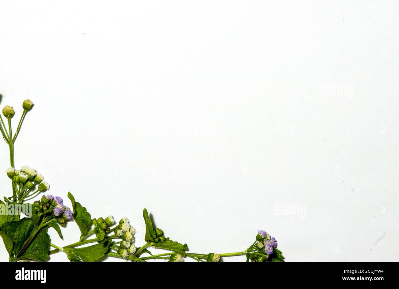 white background with whiteweed flowers in the lower left corner. suitable for ppt Stock Photo