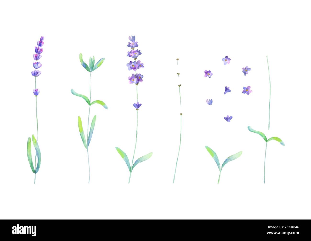 Lavender flowers leaves plants purple green watercolor set isolated on white background. Watercolour hand drawn botanical illustration. Elements for i Stock Vector