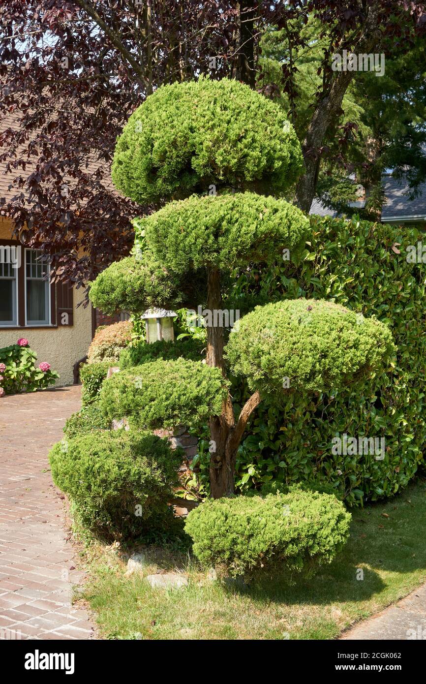 Traditional topiary cypress tree in front of a house, an example of cloud pruning or niwaki, Vancouver, British Columbia, Canada Stock Photo