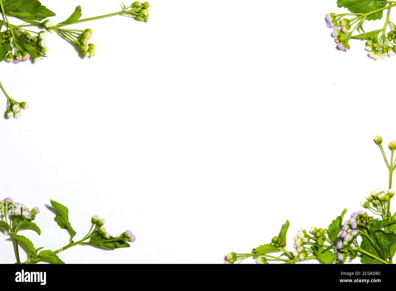 white background with whiteweed flowers in every corner. suitable for ppt Stock Photo